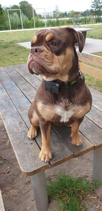 Olde English Bulldogge-Beitrag-Bild