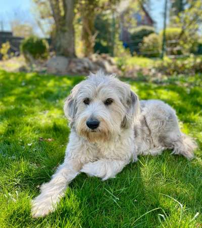 Gibts hier Mioritic Besitzer?-Beitrag-Bild