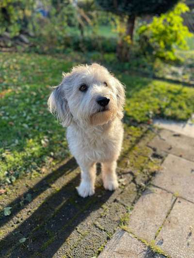 Gibts hier Mioritic Besitzer?-Beitrag-Bild