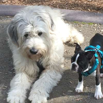 Brauchen wir getrennte Auslaufflächen für kleine Hunde? 🐶-Beitrag-Bild