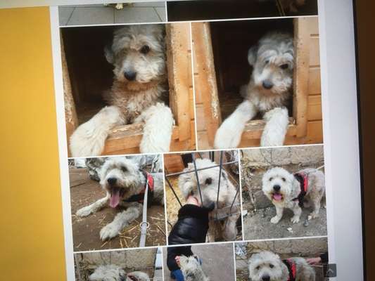 Wie kamst du zu deinem Hund?-Beitrag-Bild