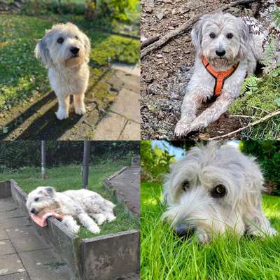 Gibts hier Mioritic Besitzer?-Beitrag-Bild