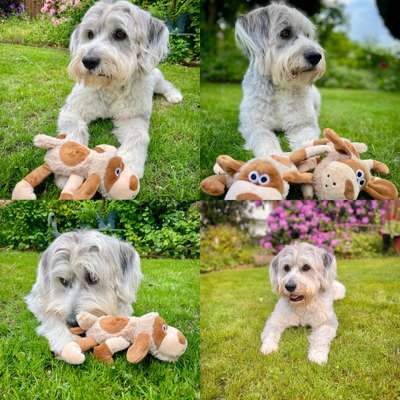 Wie kamst du zu deinem Hund?-Beitrag-Bild