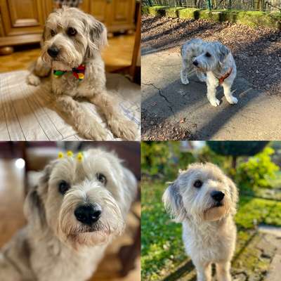 Gibts hier Mioritic Besitzer?-Beitrag-Bild