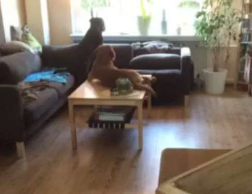 Freddys Kummerkasten-Beitrag-Bild