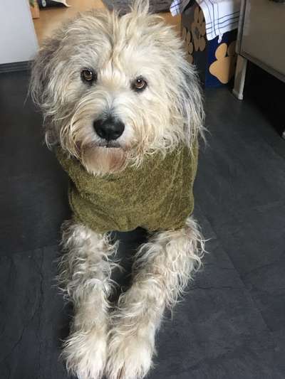 Freddys Kummerkasten-Beitrag-Bild