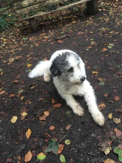 Gibts hier Mioritic Besitzer?-Beitrag-Bild