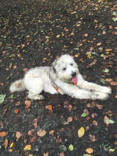 Gibts hier Mioritic Besitzer?-Beitrag-Bild