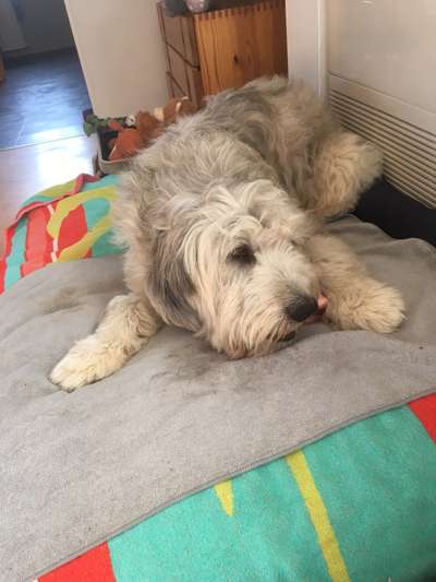 Gibts hier Mioritic Besitzer?-Beitrag-Bild