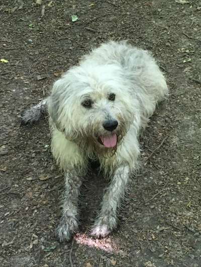 Gibts hier Mioritic Besitzer?-Beitrag-Bild