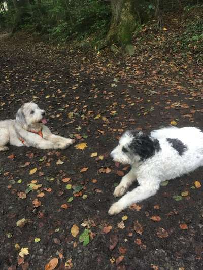 Gibts hier Mioritic Besitzer?-Beitrag-Bild