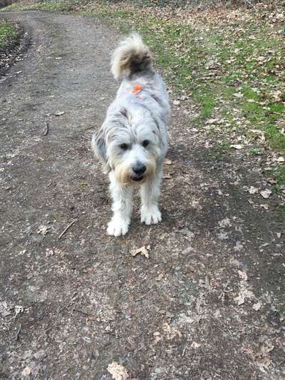 Gibts hier Mioritic Besitzer?-Beitrag-Bild