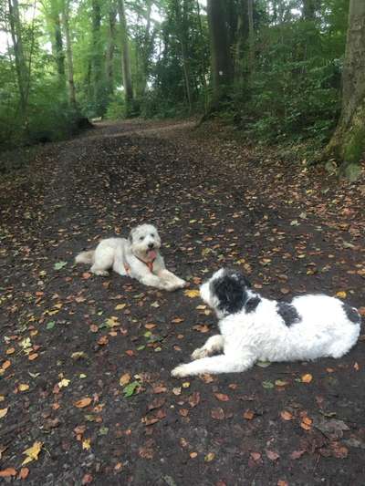 Gibts hier Mioritic Besitzer?-Beitrag-Bild