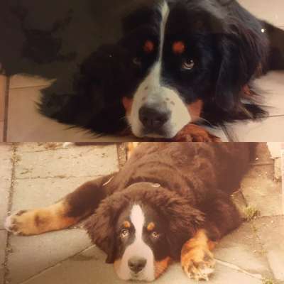 Unsere Fellnasen im Regenbogenland-Beitrag-Bild