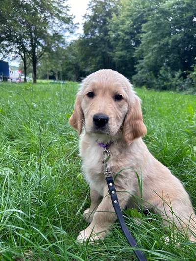 Hundetreffen-Welpentreffen Essen Süd-Bild