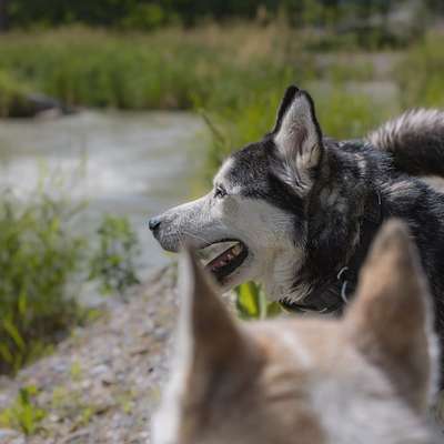 Husky-Beitrag-Bild