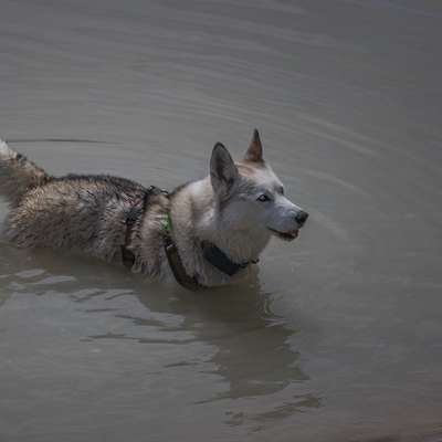 Husky-Beitrag-Bild