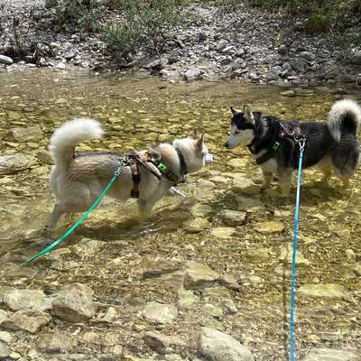 Husky-Beitrag-Bild