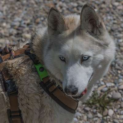 Husky-Beitrag-Bild