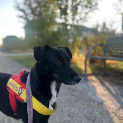 Hundetreffen-Gassi gehen und Spaß haben-Bild