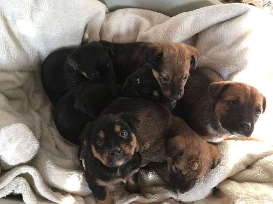 Welpen Bilder !-Beitrag-Bild