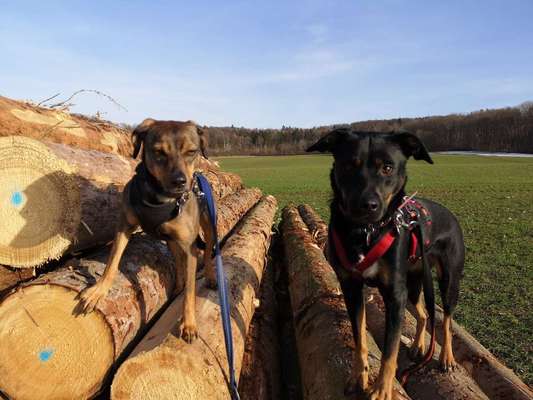 Wie verhaltet ihr euch, wenn eure Hündin läufig ist?-Beitrag-Bild