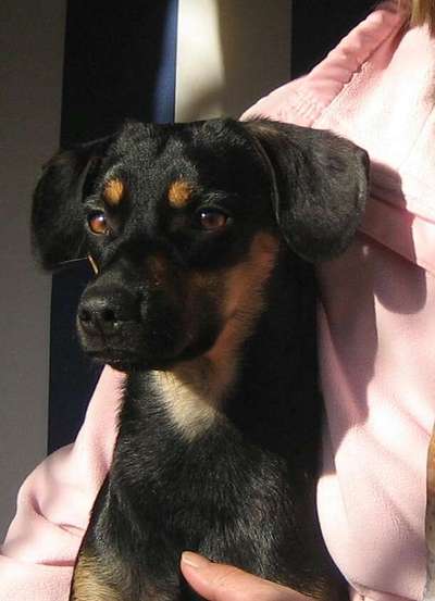 Welpen Bilder !-Beitrag-Bild