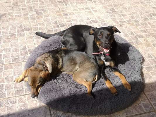 Körbchen / Hundebett-Beitrag-Bild