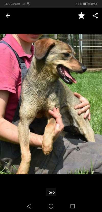 Welpen Bilder !-Beitrag-Bild