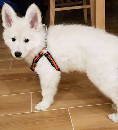 Welpen Bilder !-Beitrag-Bild