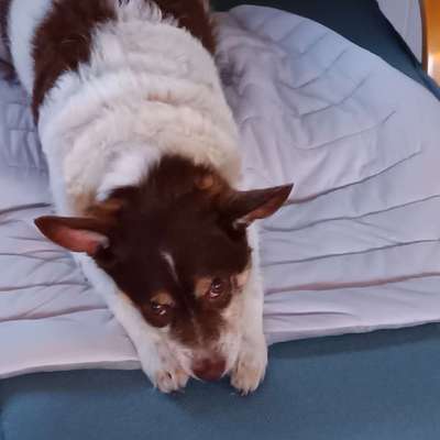 Hundetreffen-Unkompliziertes Treffen mit Freizeitcharakter-Bild