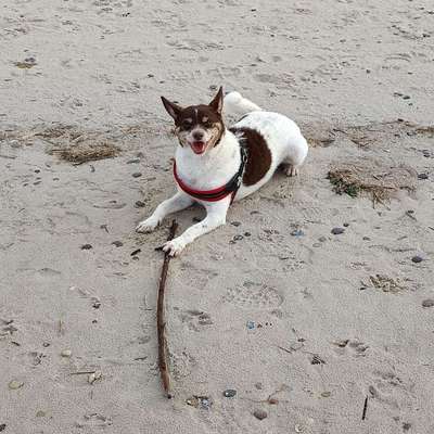 TierschutzhundeStammtisch🐕-Beitrag-Bild