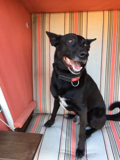 Die Dogorama Kalender Challenge Titelbild-Beitrag-Bild