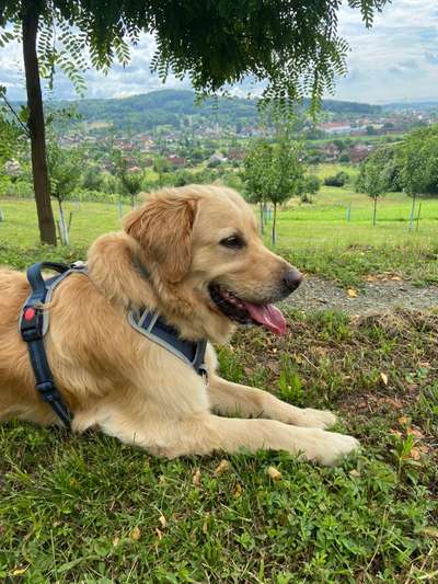 Wo sind die Golden Retriever Liebhaber?-Beitrag-Bild