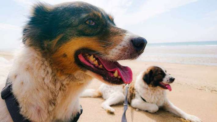 TierschutzhundeStammtisch🐕-Beitrag-Bild