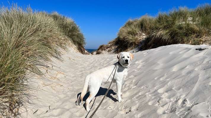 Hundetreffen-Freundschaft-Bild