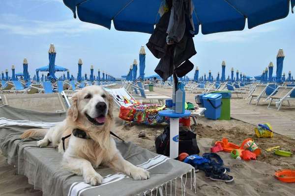 Urlaub mit Hund - Hat jemand Empfehlungen?-Beitrag-Bild
