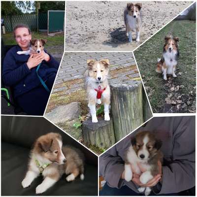 Welpen Bilder !-Beitrag-Bild