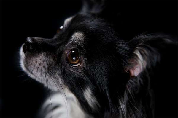 25. Farben Fotochallenge ,,Bernstein"-Beitrag-Bild