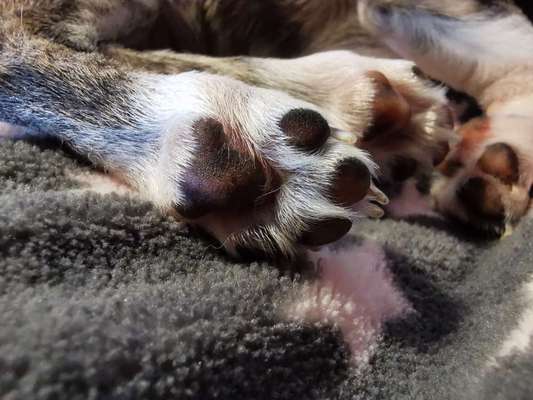 Dogorama Photo Challenge - Details Ganz nah-Beitrag-Bild