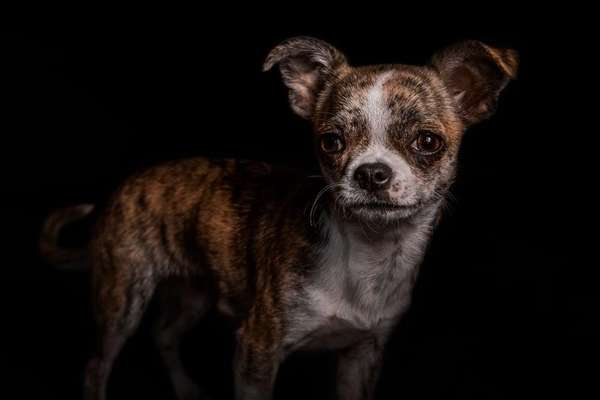 25. Farben Fotochallenge ,,Bernstein"-Beitrag-Bild