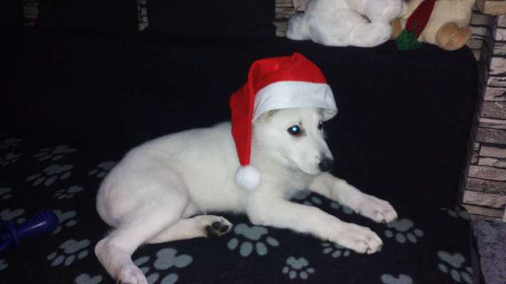 Welpen Bilder !-Beitrag-Bild