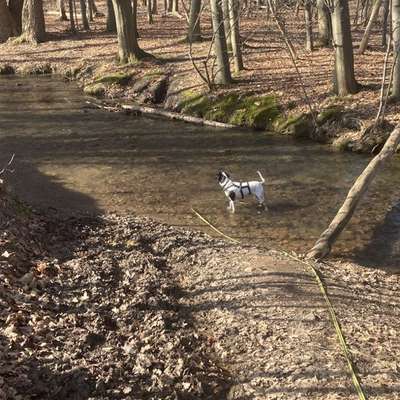 TierschutzhundeStammtisch🐕-Beitrag-Bild