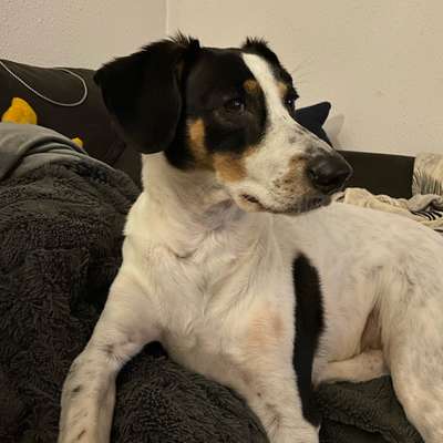 TierschutzhundeStammtisch🐕-Beitrag-Bild