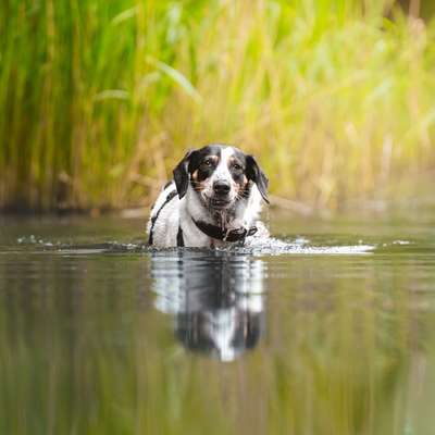 TierschutzhundeStammtisch🐕-Beitrag-Bild