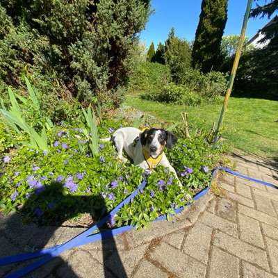 TierschutzhundeStammtisch🐕-Beitrag-Bild