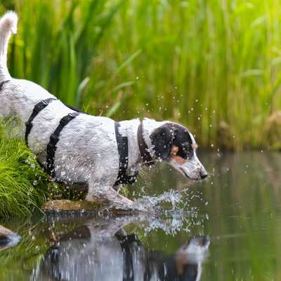 TierschutzhundeStammtisch🐕-Beitrag-Bild