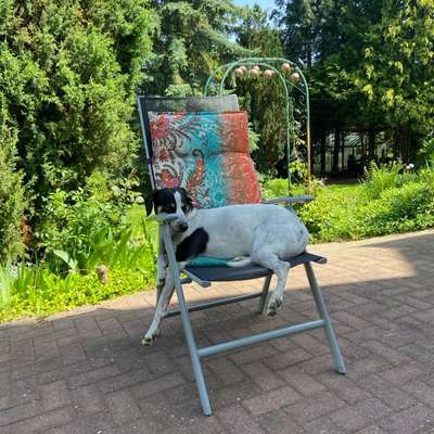 TierschutzhundeStammtisch🐕-Beitrag-Bild