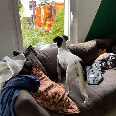 TierschutzhundeStammtisch🐕-Beitrag-Bild