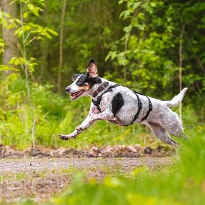 TierschutzhundeStammtisch🐕-Beitrag-Bild